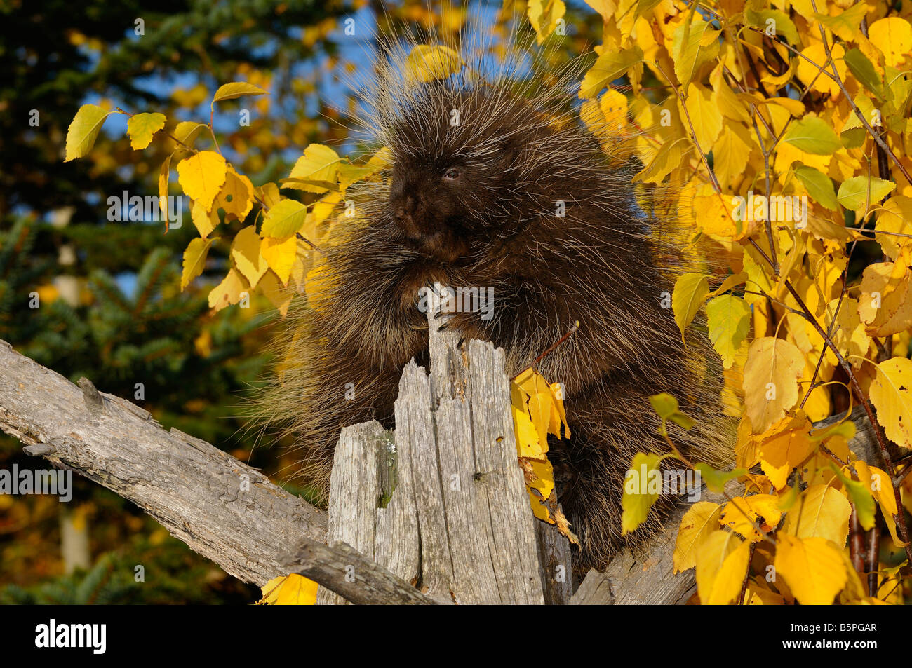 North American Stachelschwein klettern einen toten Baum mit Gelb Birke Blätter und Evergreens im Herbst Erethizon Dorsatum Minnesota USA Stockfoto