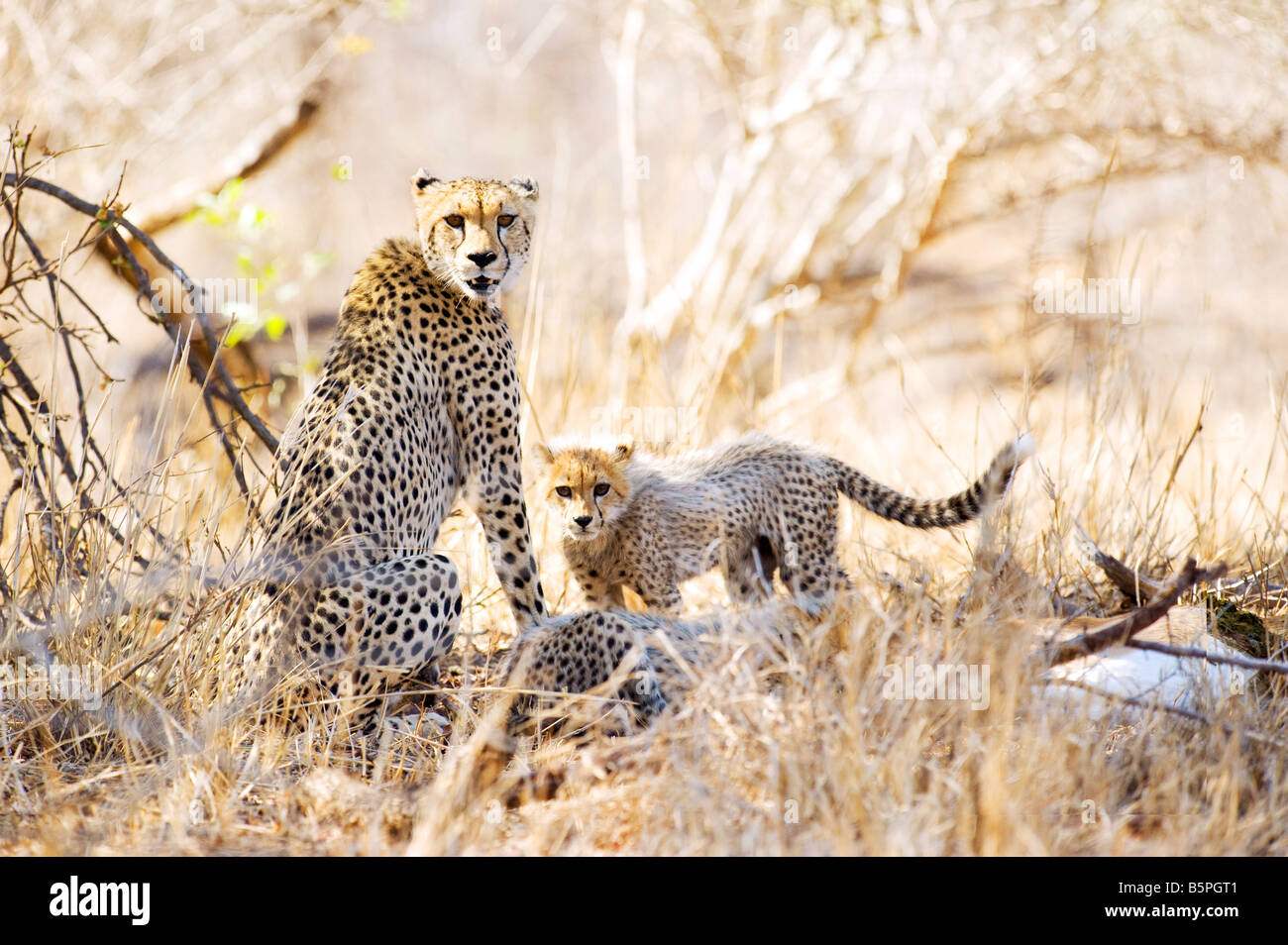 Tierwelt Geparden Gepard Mutter mit jungen Acinonyx Jubatus erwischt eine Impala nehmen Beute Südafrika Süd Afrika Wildnis Stockfoto