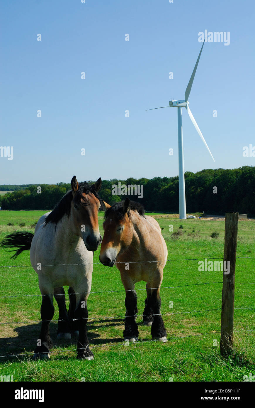 Zwei Zugpferde in einem grünen Feld mit einer Windturbine - Lothringen Frankreich Stockfoto