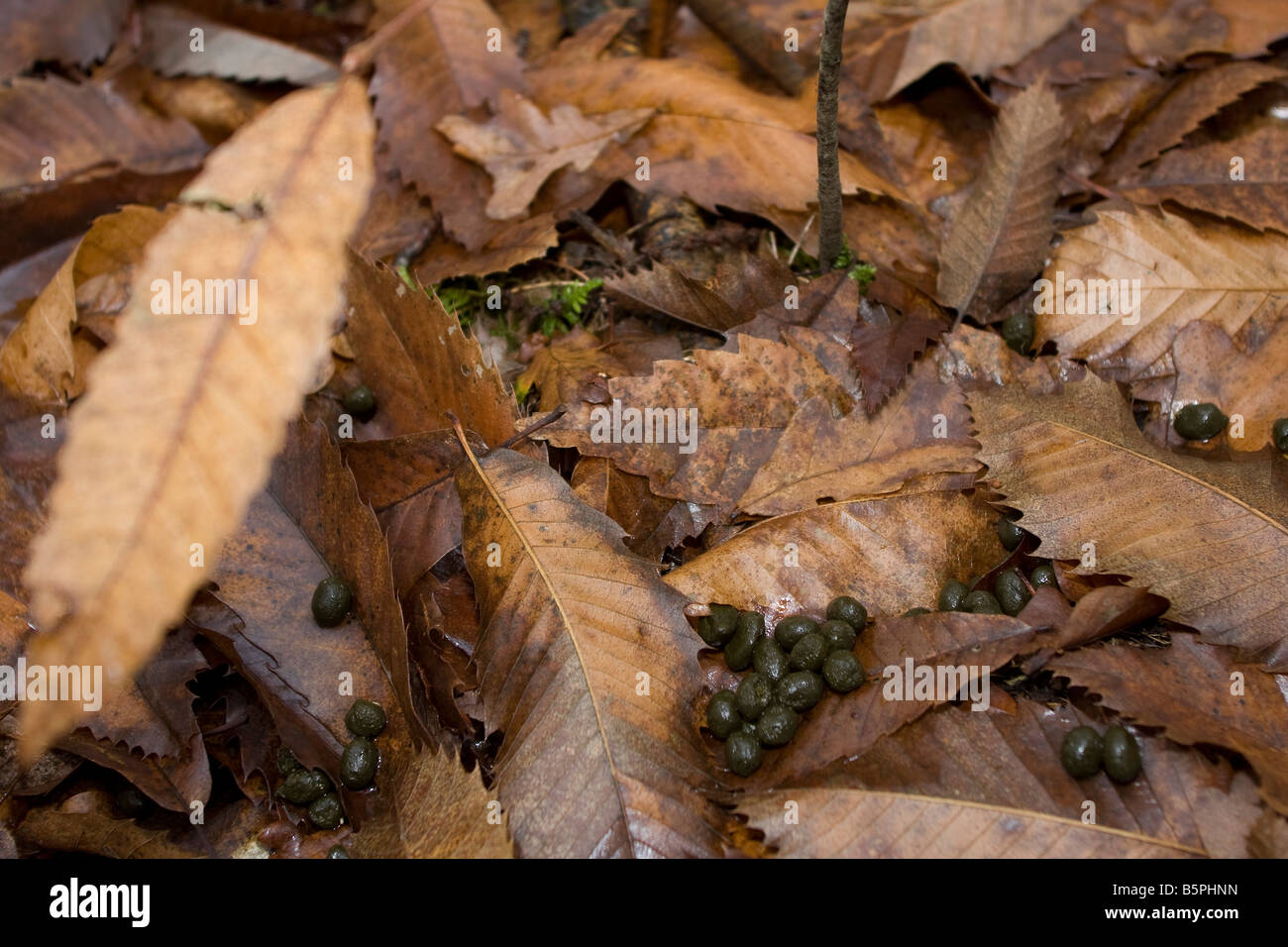 Tierische Exkremente auf Herbst Blätter Boden im Wald im Perigord in der Nähe von La Bachellerie, Dordogne Frankreich. Horizontale 87695 Droppings Stockfoto