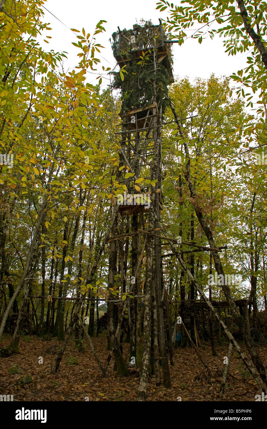Palombiere im Wald Perigord Dordogne Frankreich. Vertikale 87694 Pallombiere Stockfoto