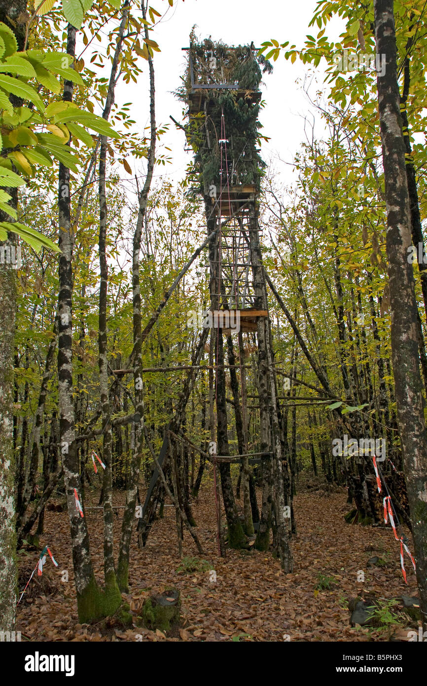 Palombiere im Wald Perigord Dordogne Frankreich. Vertikale 87690 Pallombiere Stockfoto