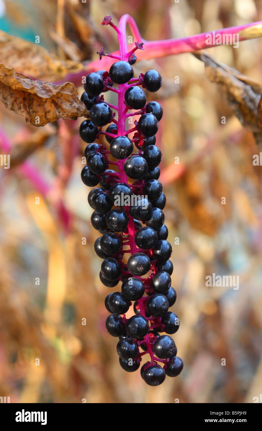 Amerikanische Frankreich Beeren Phytolacca americana Stockfoto