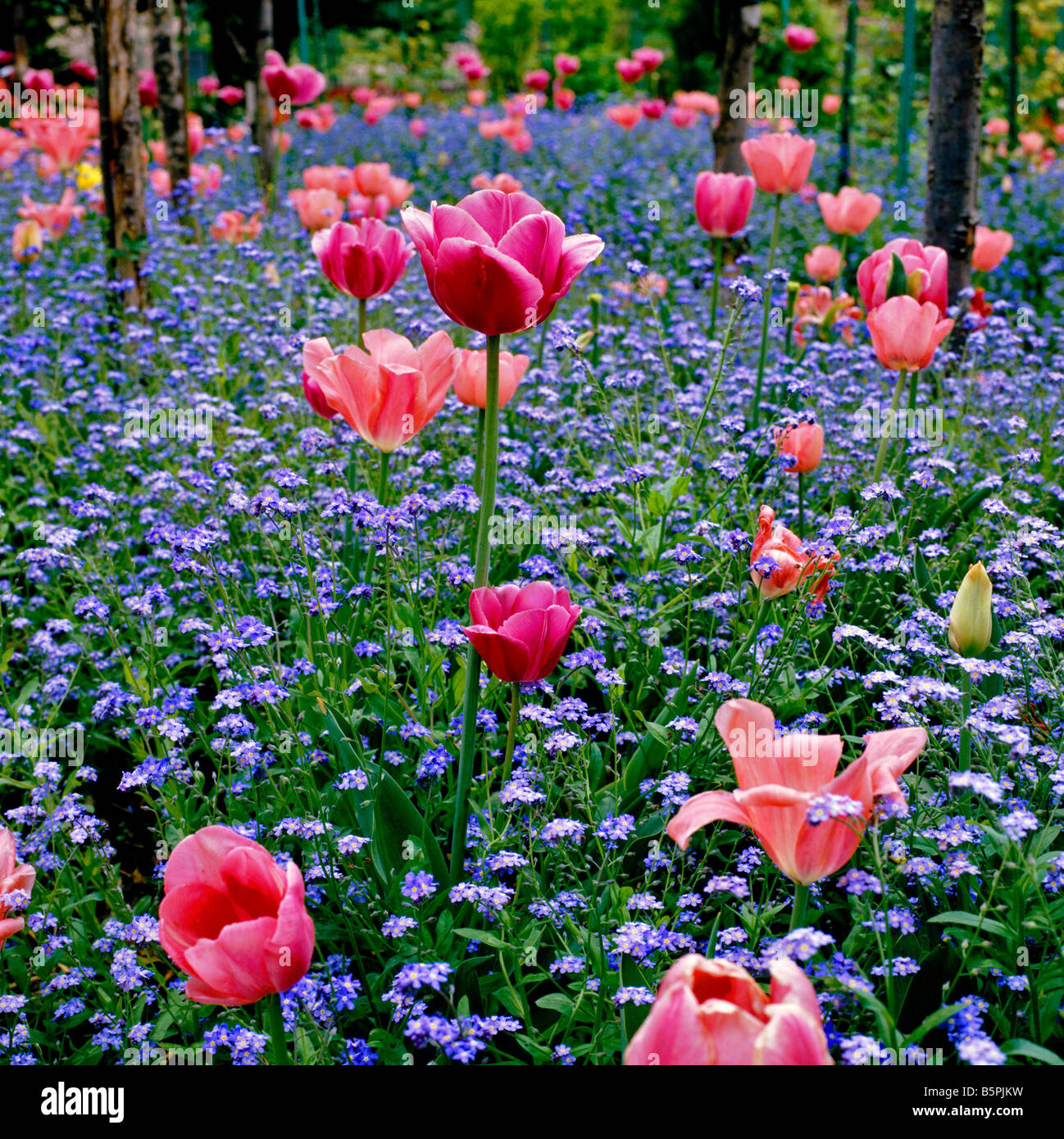 Tulpen und vergiss mich nicht in Monets Garten in Giverny Stockfoto