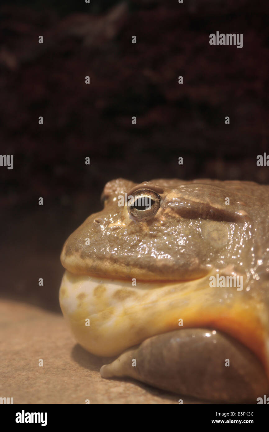 Frosch halbe Gesicht Stockfoto