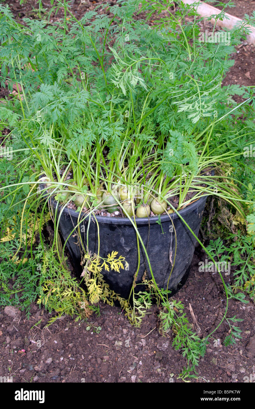 KAROTTE RAINBOW GESÄT ENDE APRIL IN EINEM 15 LITER TOPF CA. 30CM OBEN DURCHMESSER PRODUZIERTE 2,3 KG KAROTTEN 5 LBS Stockfoto