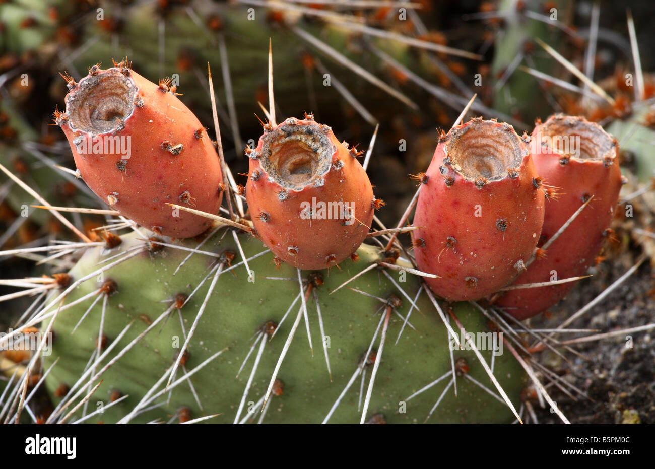 Opuntia Kaktus Reife Früchte Stockfoto