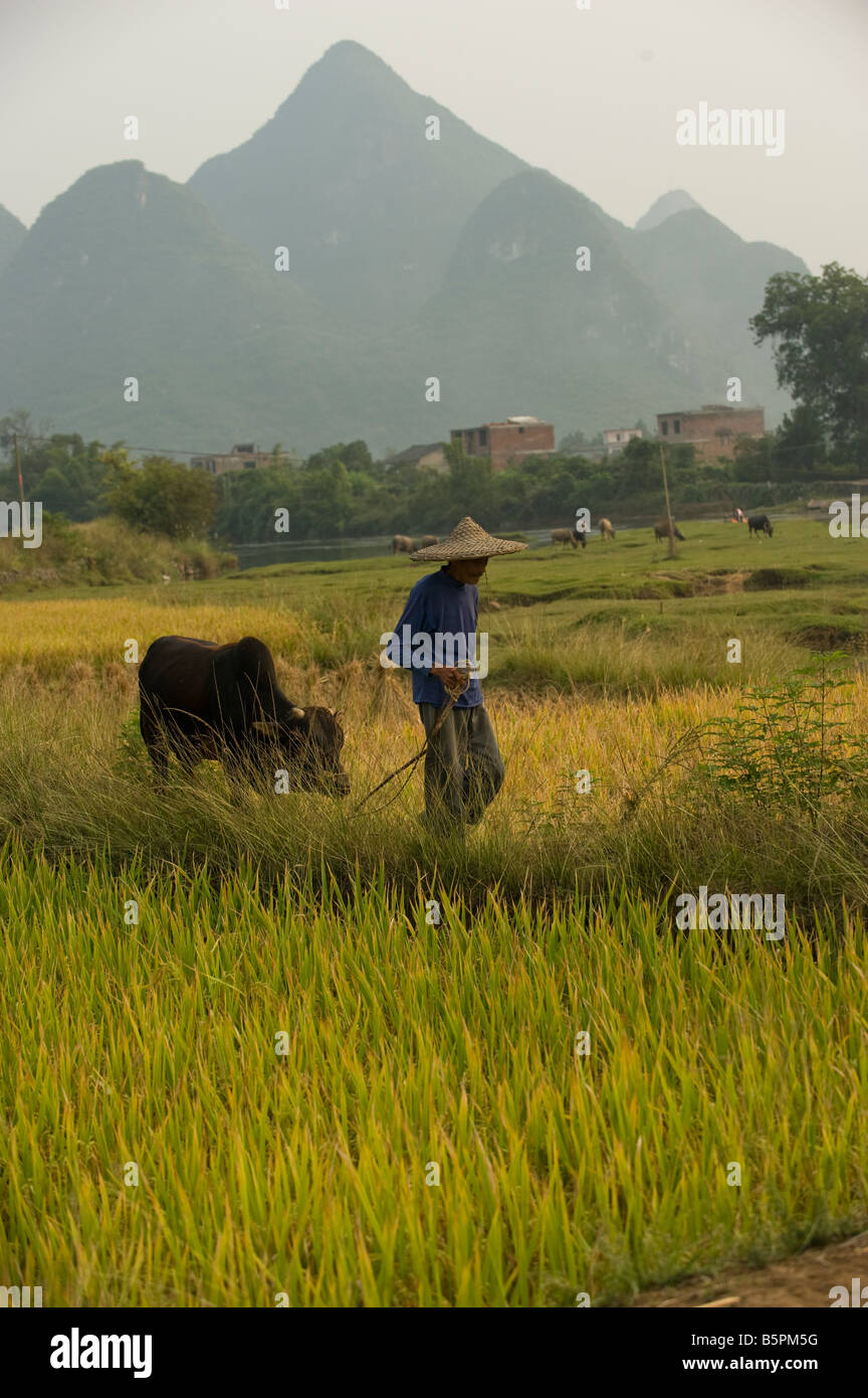 Eine Hilfeleistung Mann Reisbauer funktioniert durch einen Wasserbüffel in der Nähe in der Nähe von Yanshuo in Süd-China Provinz Guangxi geholfen Stockfoto