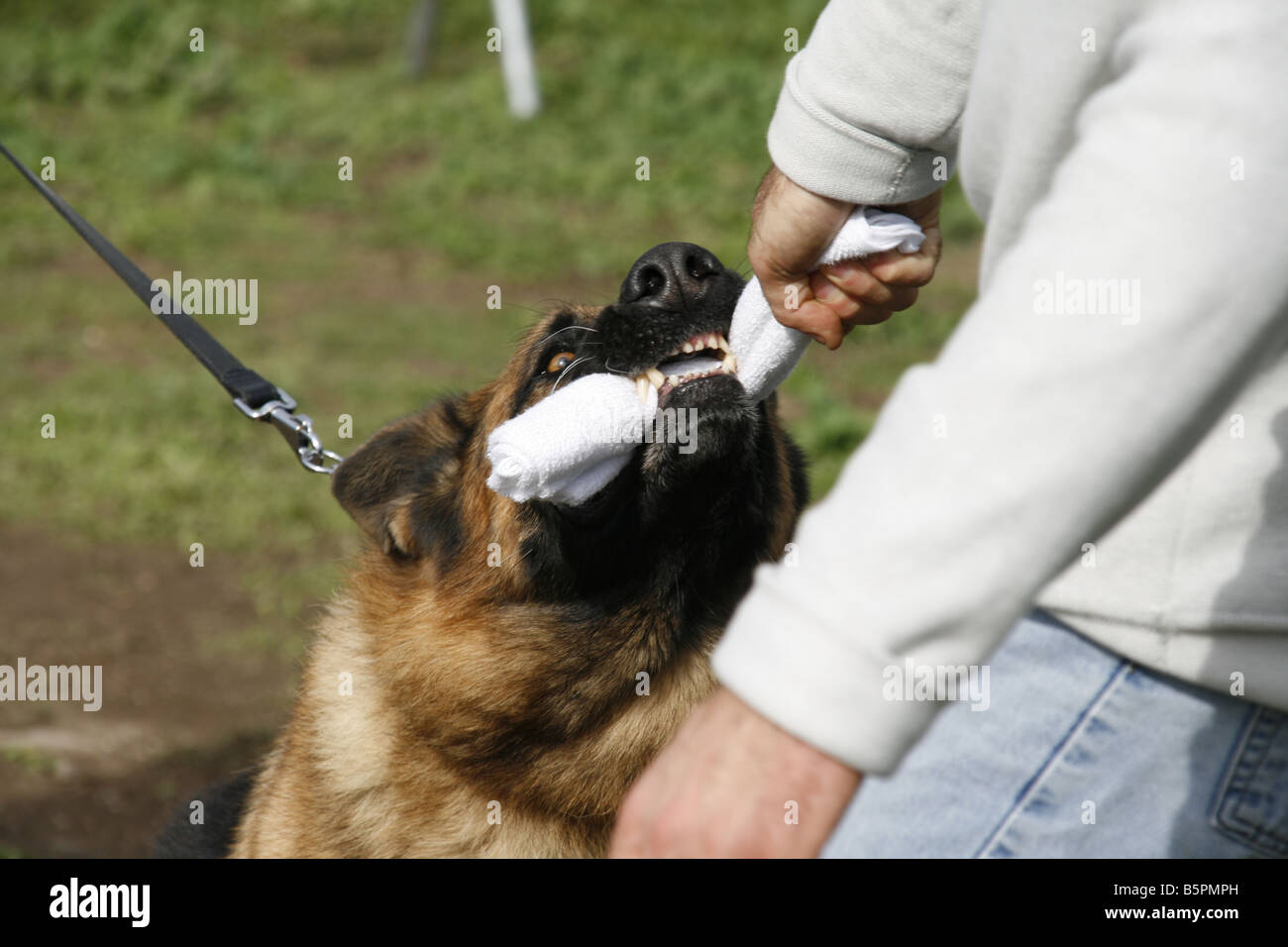 Sicherheit-Hund mit Trainer bei militärischen Tag der offenen Tür Stockfoto