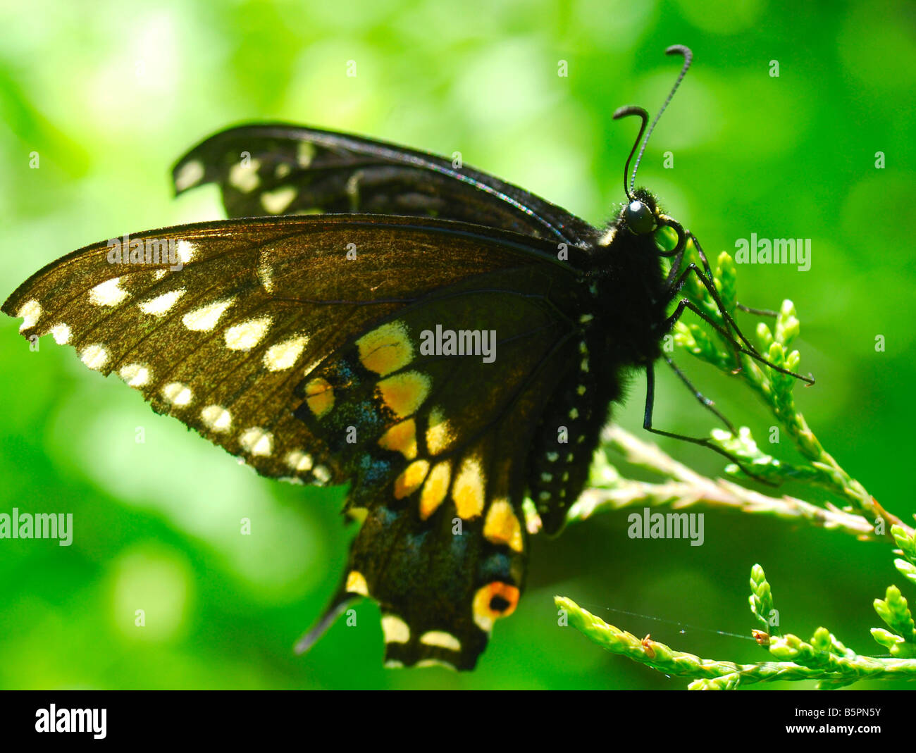 Schließen Sie herauf Bild ein Kurzschwanz-Schwalbenschwanz-Schmetterling Stockfoto