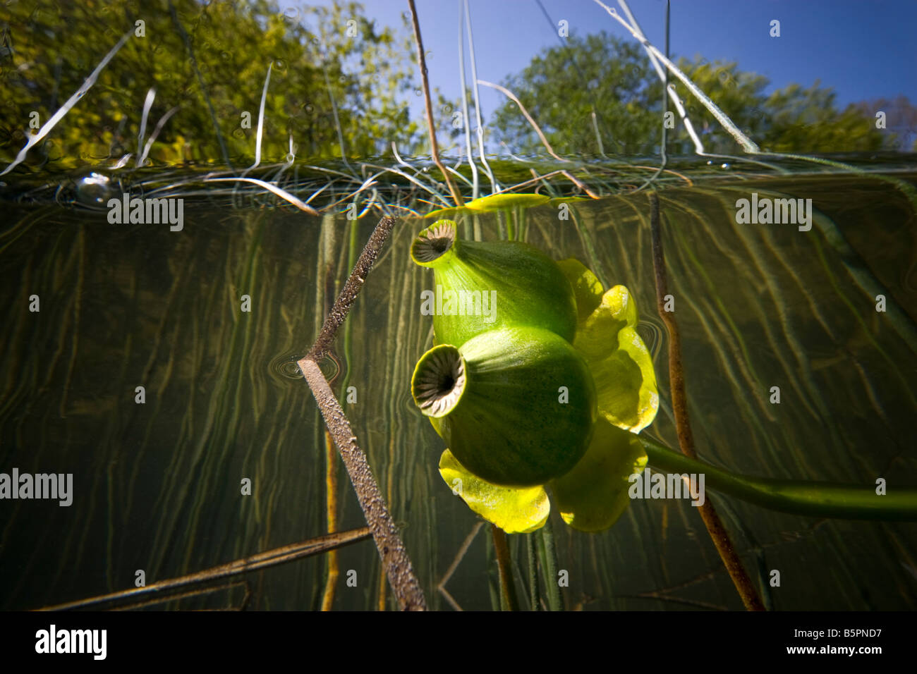 Eine Seerose Frucht (Teichrosen Lutea).  Obst de Nénuphar Jaune (Teichrosen Lutea). Stockfoto