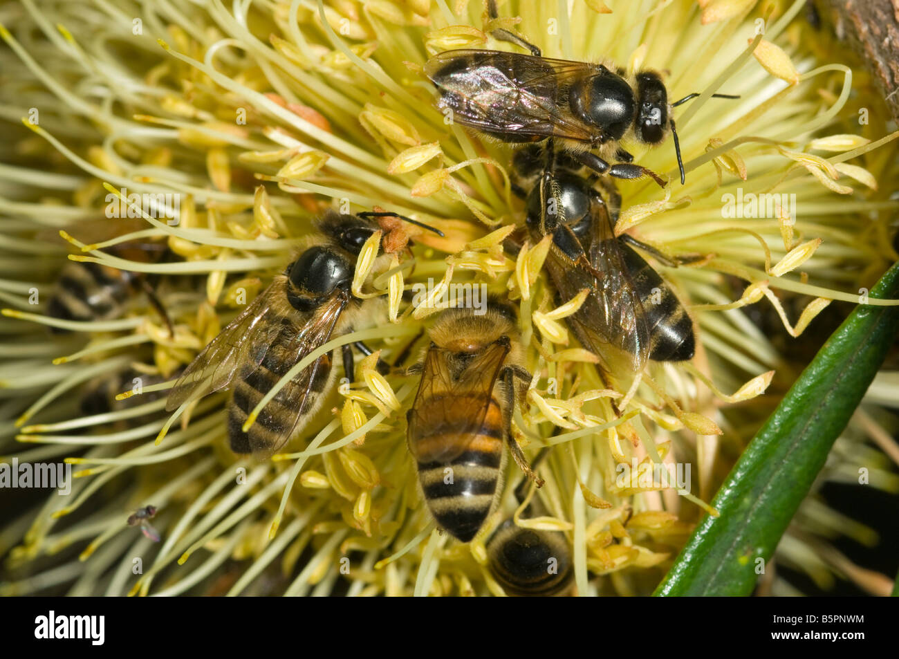 Europäische Honigbienen auf australische Banksia Blume Stockfoto