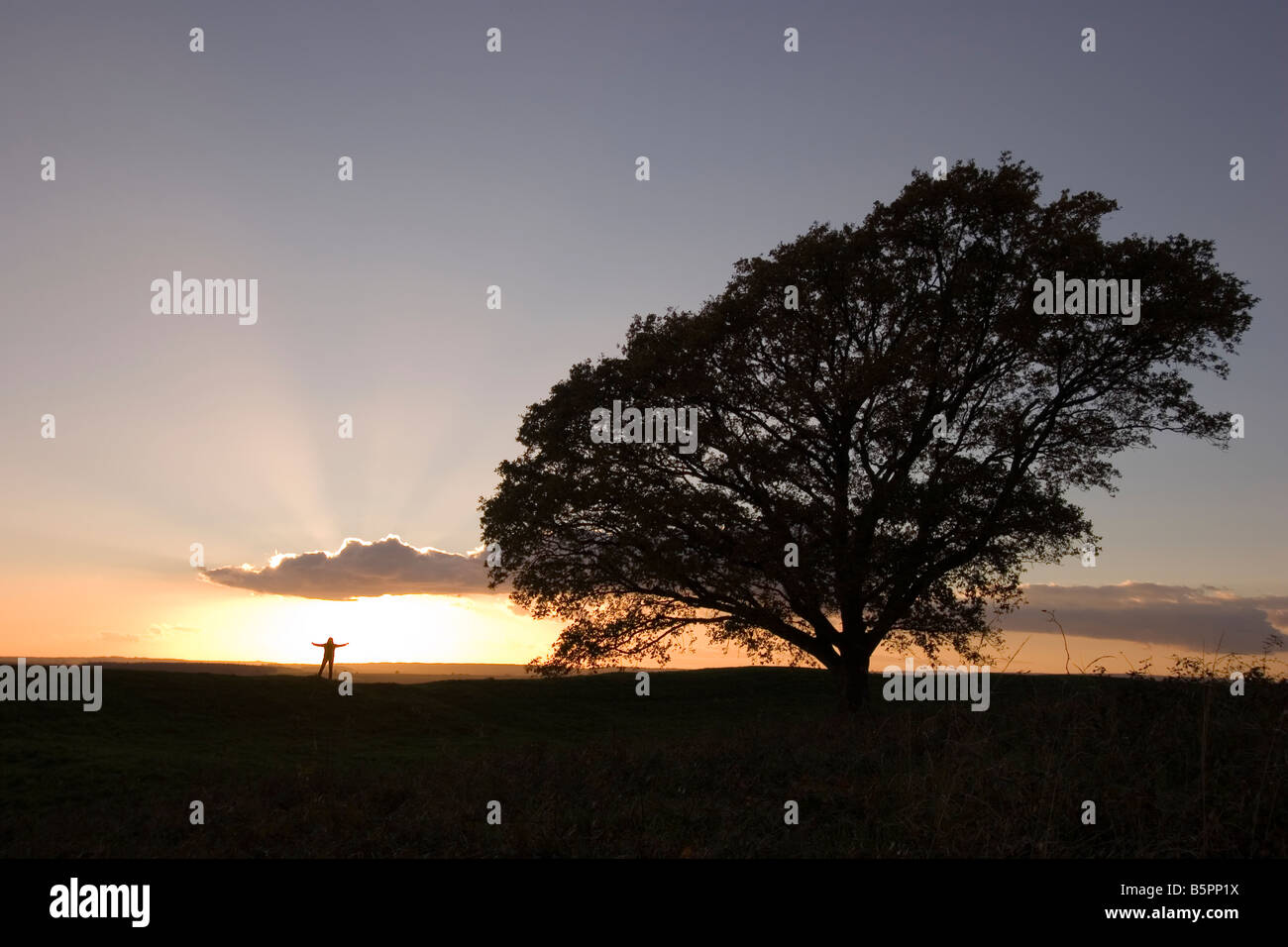 outstretched figure next to big tree watching sunset Stockfoto