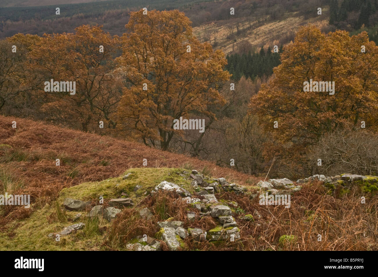 Eichen im Herbst in den Brecon Beacons Wales Stockfoto