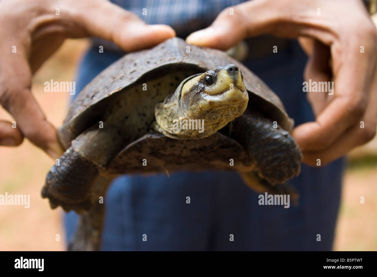 Eine Schildkröte aka Schildkröte Stockfoto