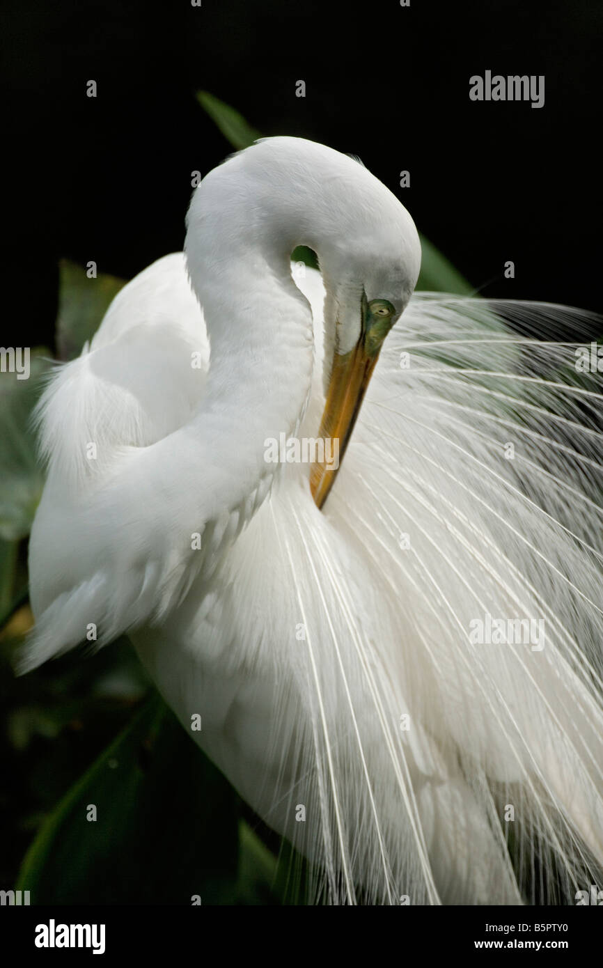 Silberreiher in Zucht Gefieder putzen Federn Casmerodius Albus Corkscrew Swamp Sanctuary in der Nähe von Naples FL Stockfoto