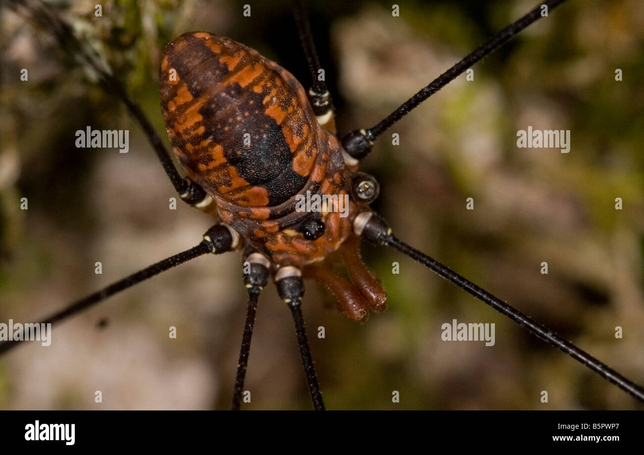 Harvestmen Spinne aus der Nähe, Makro Stockfoto