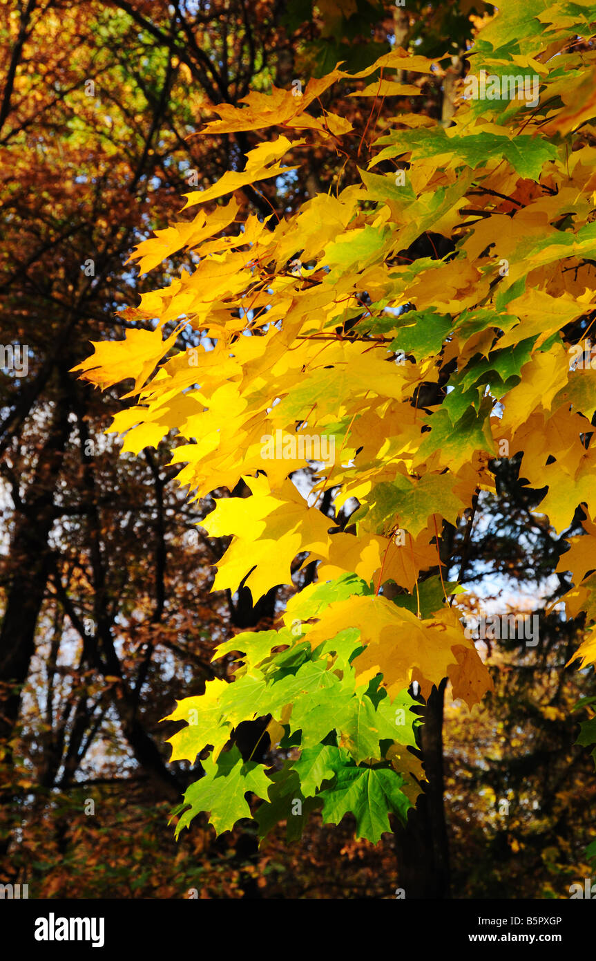 Multi Ahornblätter farbige im Herbst park Stockfoto