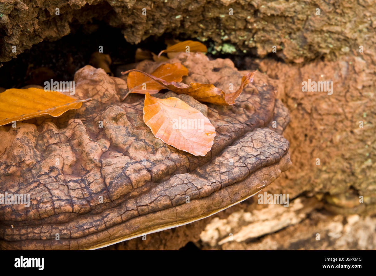 Halterung Pilz auf einem Baumstamm, UK. Stockfoto