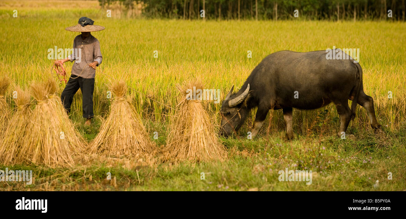 Eine Hilfeleistung Frau Bauer arbeiten unterstützt durch ein Wasserbüffel in der Nähe in der Nähe von Yanshuo in Süd-China Provinz Guangxi Stockfoto