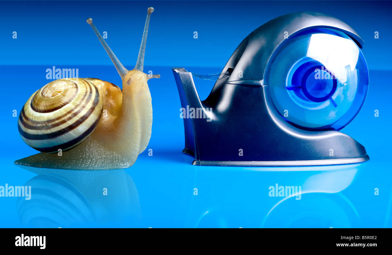 Garten-Schnecke in der Liebe mit einem Wandtatoo Halter Stockfoto