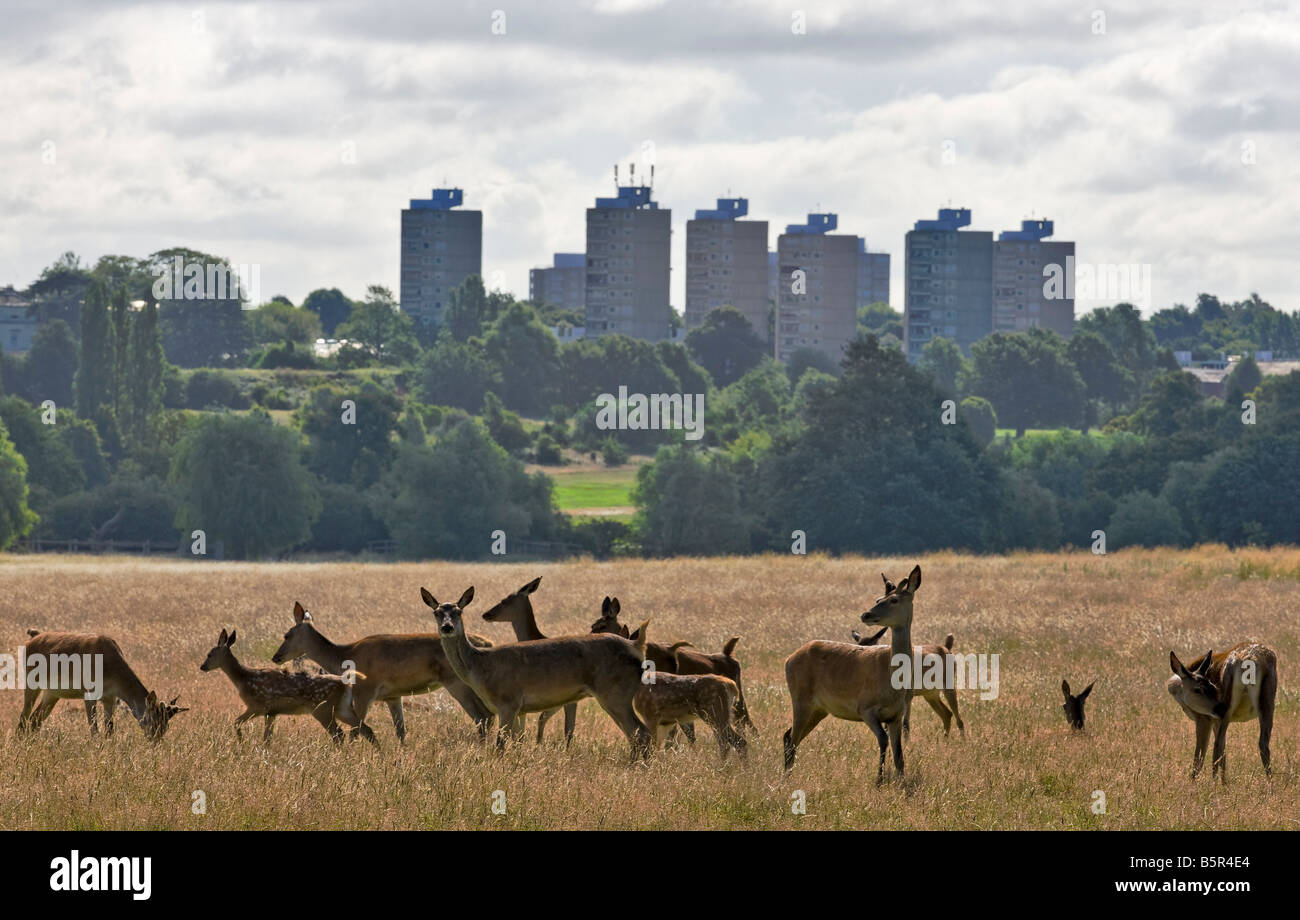 Reh im Richmond Park in London Stockfoto