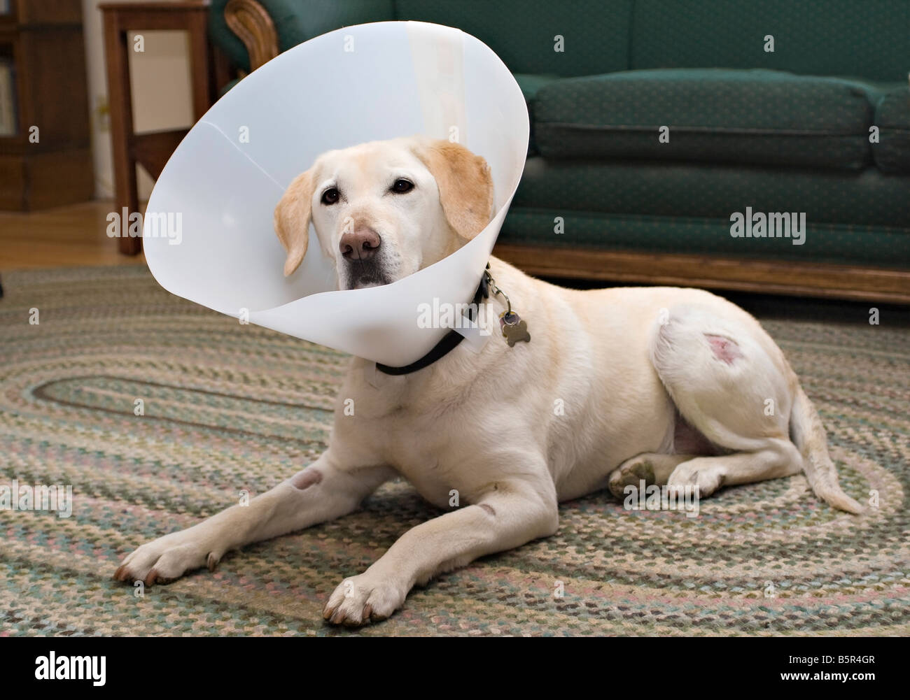 Labrador Retriever tragen einen Elisabeth Kragen um lecken Stiche zu verhindern Stockfoto