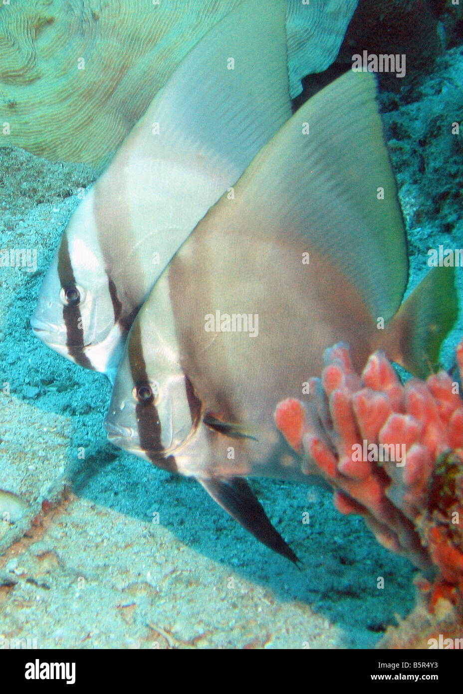 Paar schwarz / weiß gestreifte Runde Fledermausfischen (Spadefish) - Platax orbicularis Stockfoto