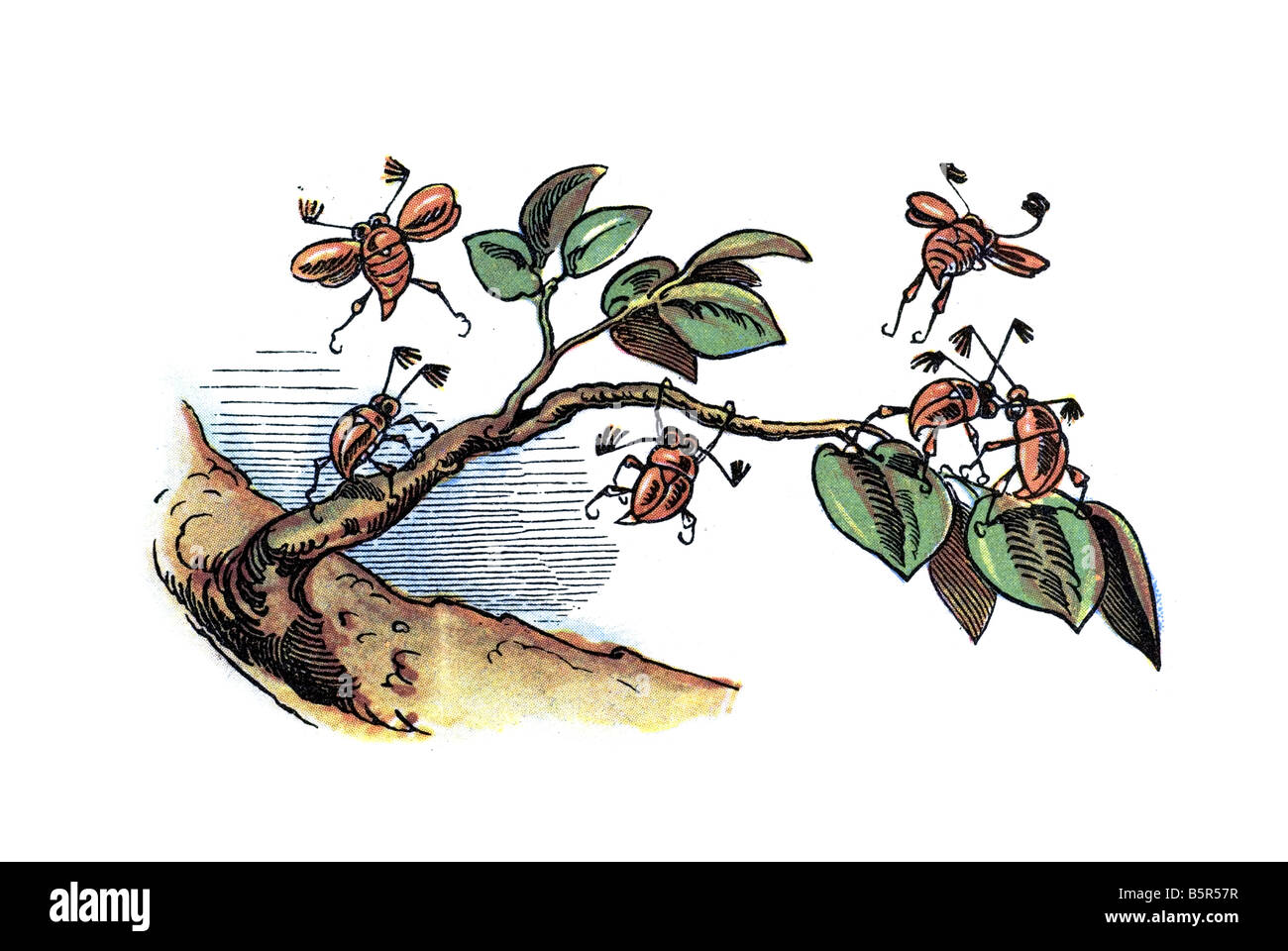 Maikäfer Chafer, Max und Moritz A Story of sieben jungenhaften Streiche Heinrich Christian Wilhelm Busch 1865 Stockfoto