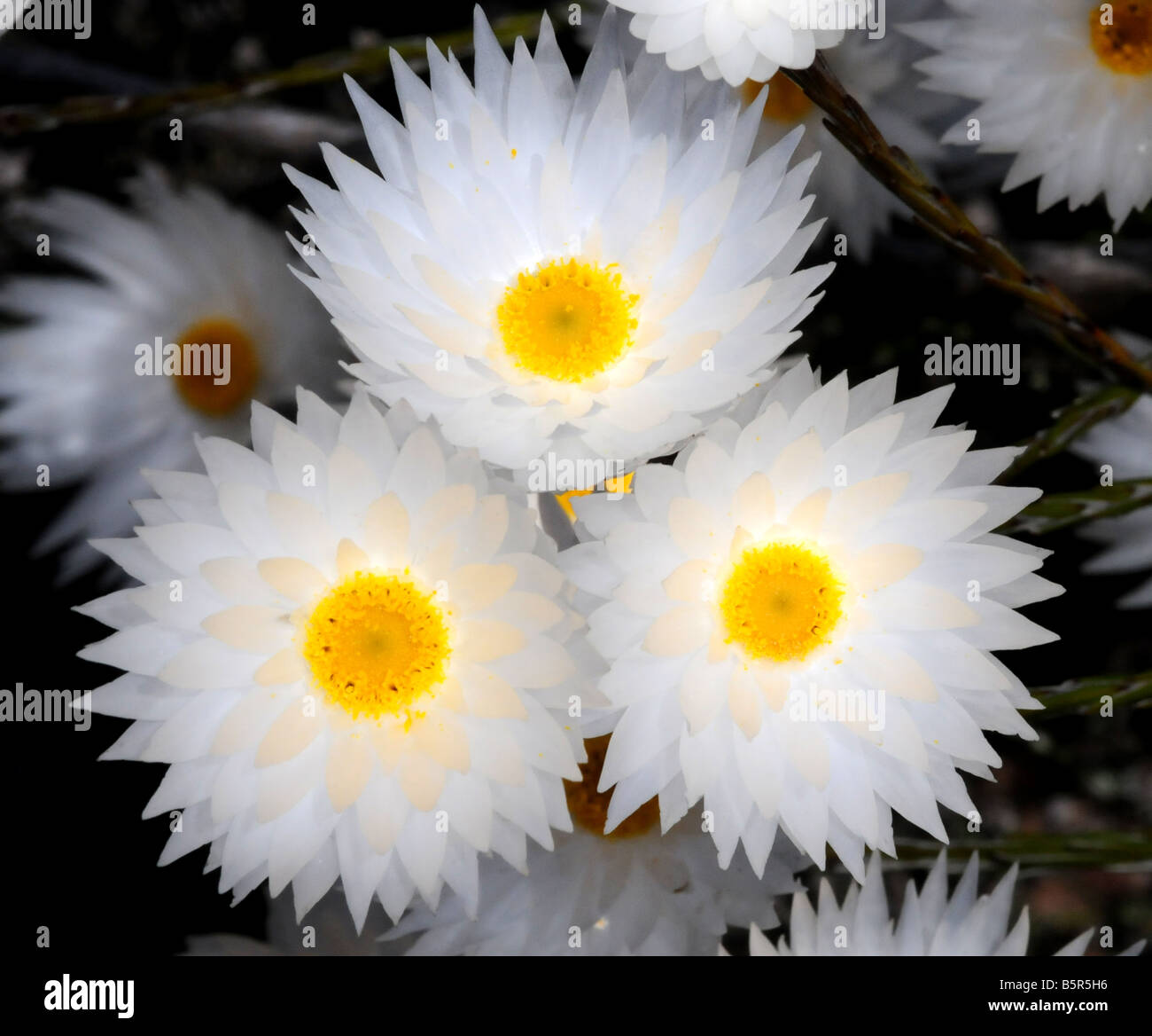 Weiße Everlasting (Sewejaartjie) Syncarpha Blüte auf den Franschhoek Bergen in Südafrika Stockfoto