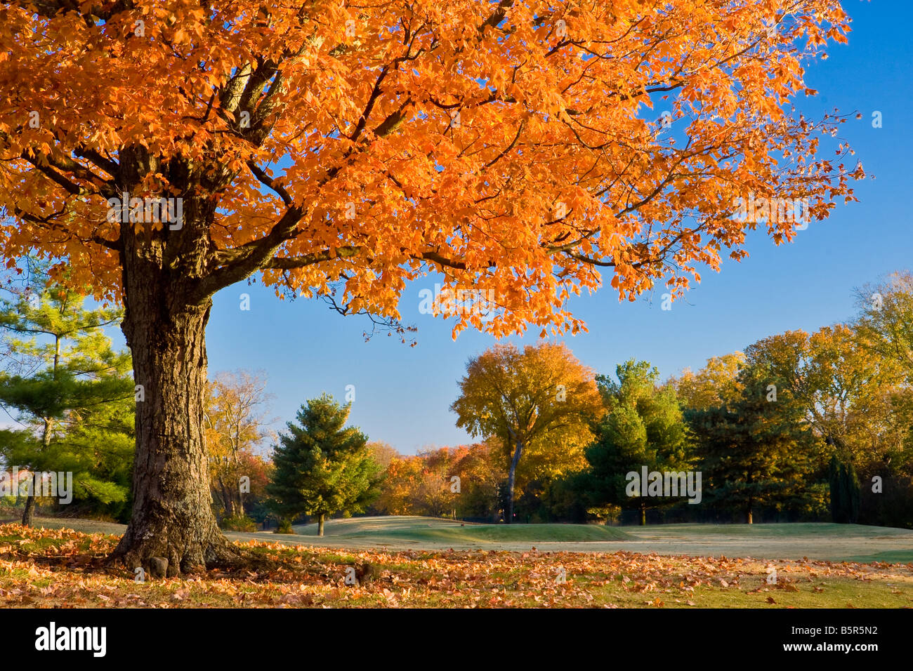 Herbstfarben in Tennessee Stockfoto