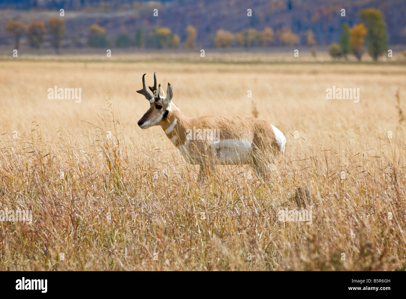 Pronghorn Antilope (Antilocapra Americana), Grand-Teton-Nationalpark, Wyoming, USA Stockfoto