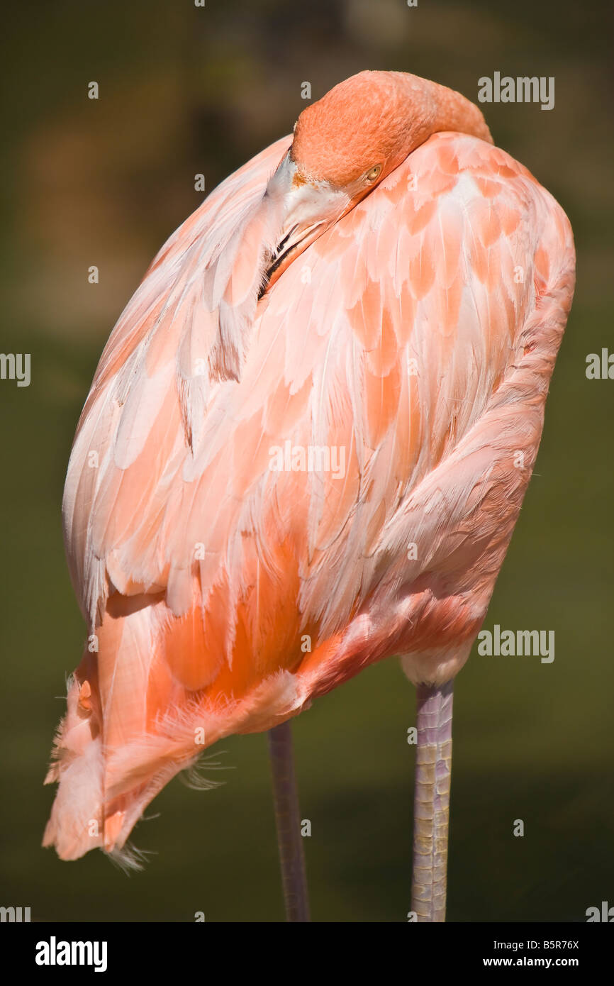 Flamingo, gesellig waten Vogel der Gattung Phoenicopterus und Familie Phoenicopteridae. Stockfoto