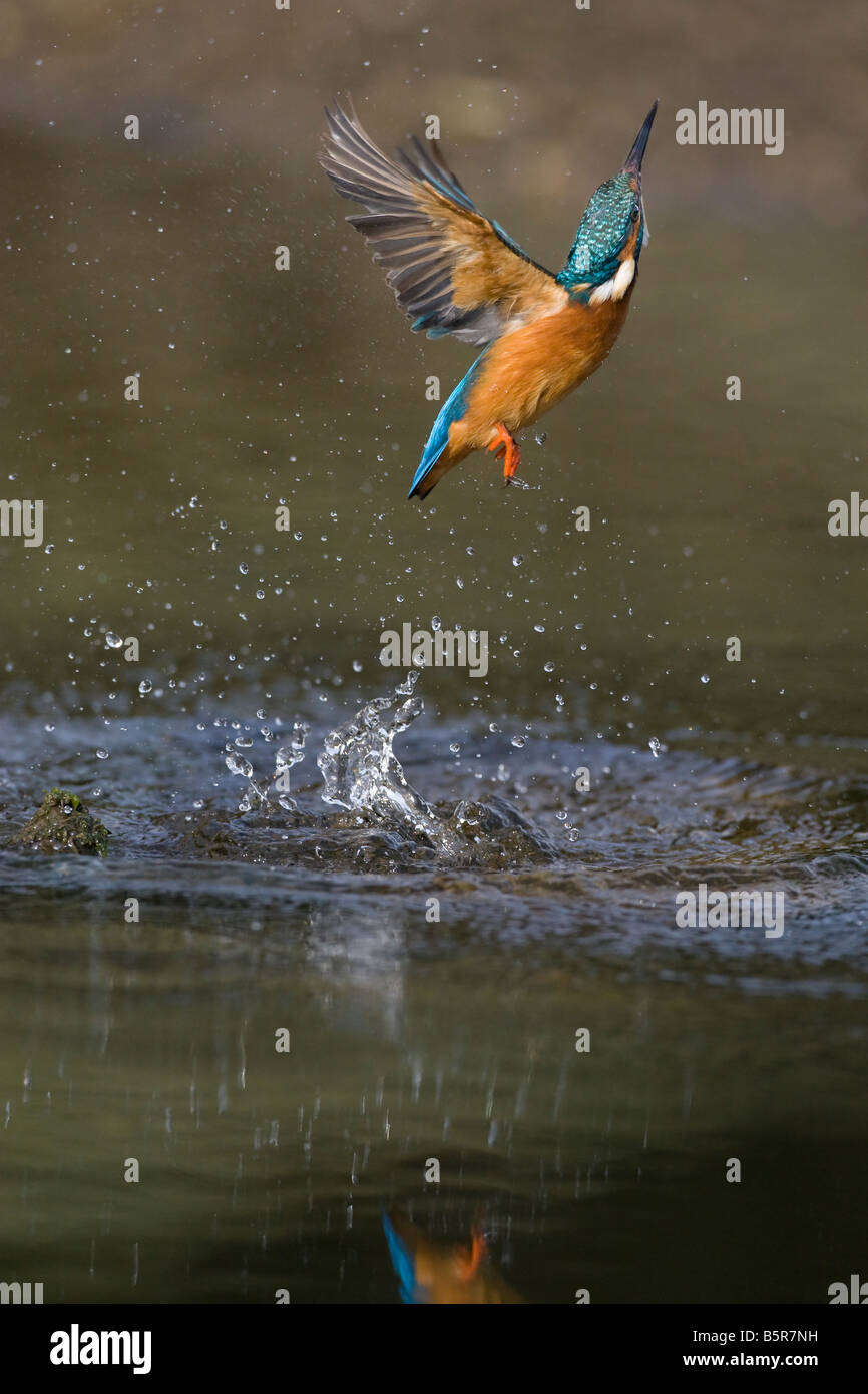 Alcedo Atthis Eisvogel im Flug Stockfoto