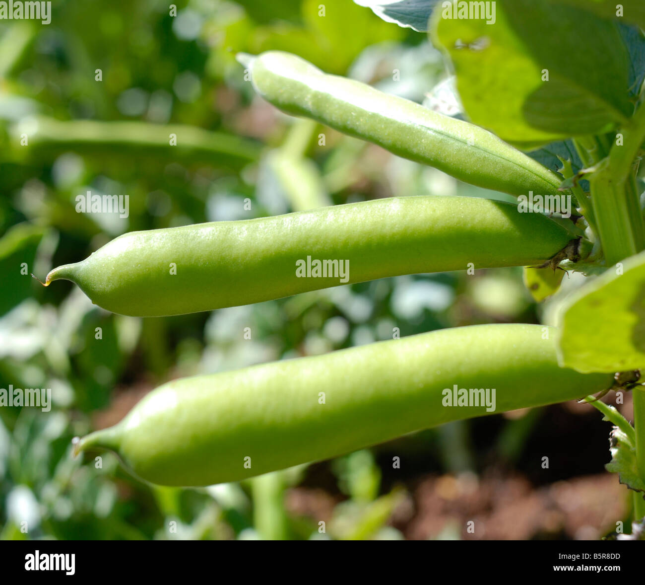 Detail einer Saubohne Pflanze Selective Nahaufnahme konzentrieren sich auf den mittleren Pod Stockfoto
