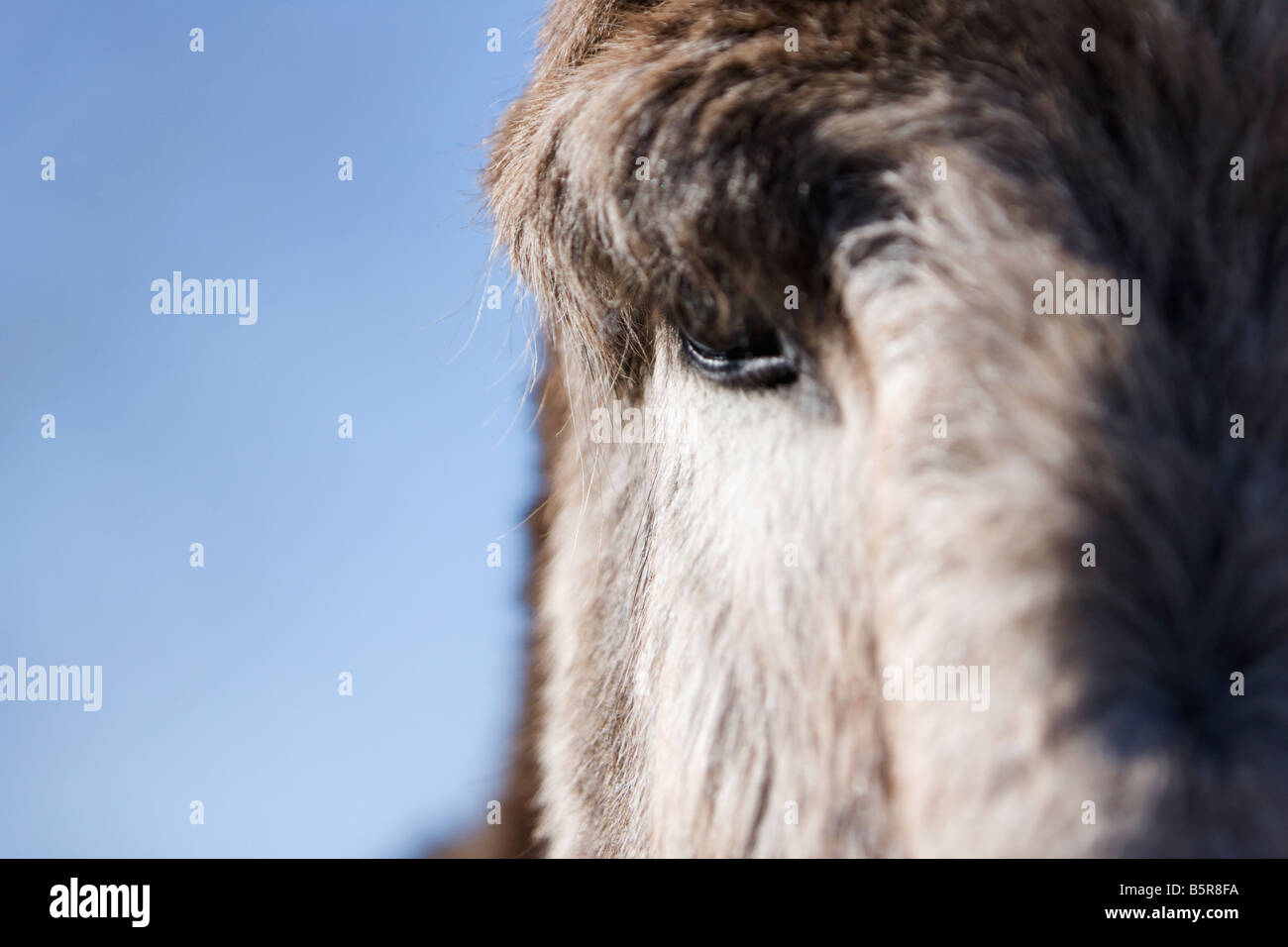 Nahaufnahme von einem Esel Auge. Stockfoto