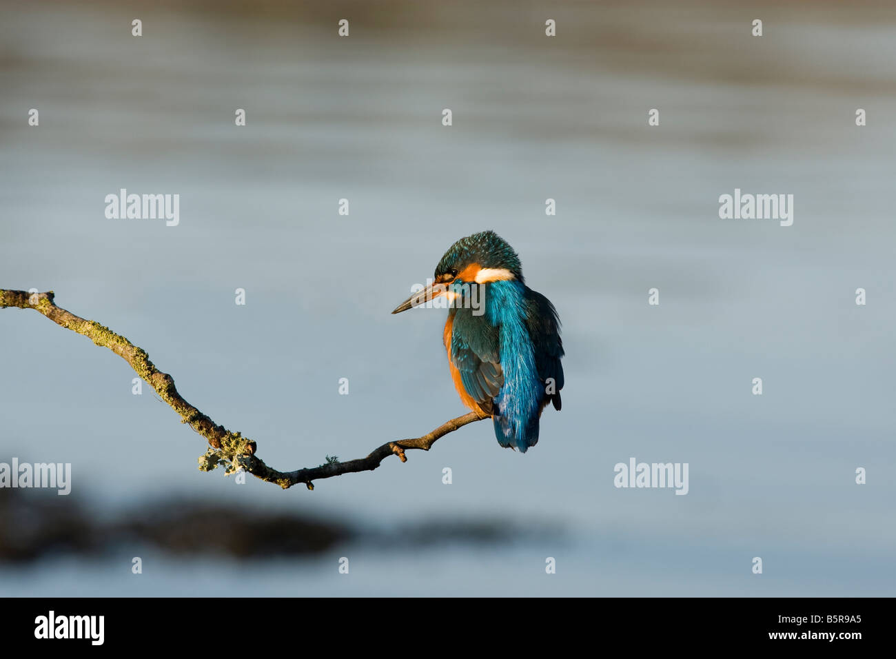 Eisvogel Alcedo Atthis Angeln gegen einen blassen blauen Hintergrund Stockfoto