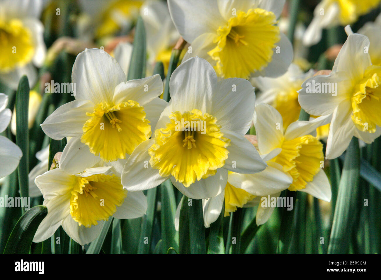 Eine Nahaufnahme von weißen Narzissen in voller Blüte Stockfoto