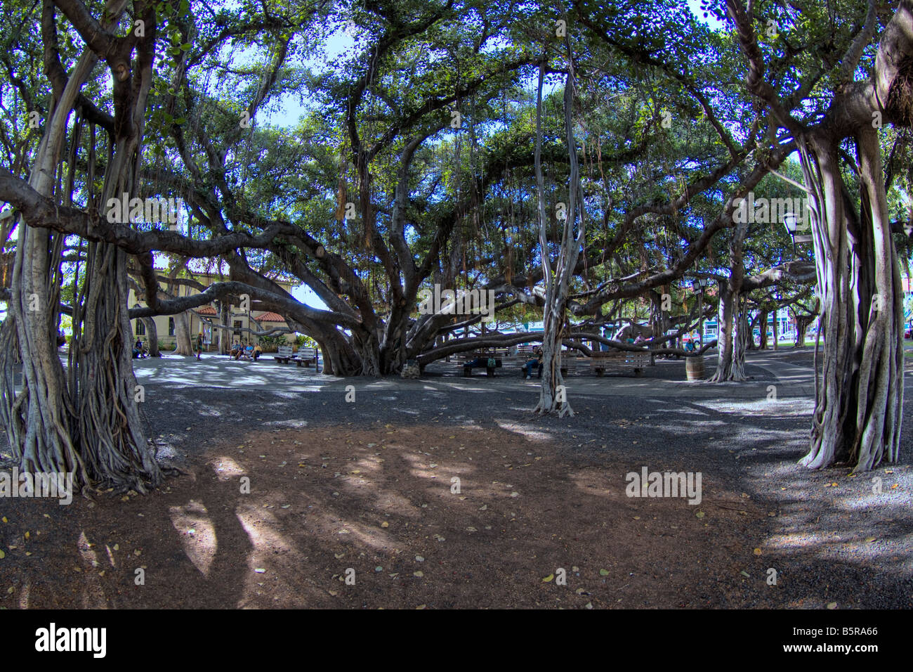 Das Banyan Tree wurde im Jahre 1873 gepflanzt und ist eines der größten in den USA für einen ganzen Häuserblock, Lahaina, Maui, Hawaii. Stockfoto