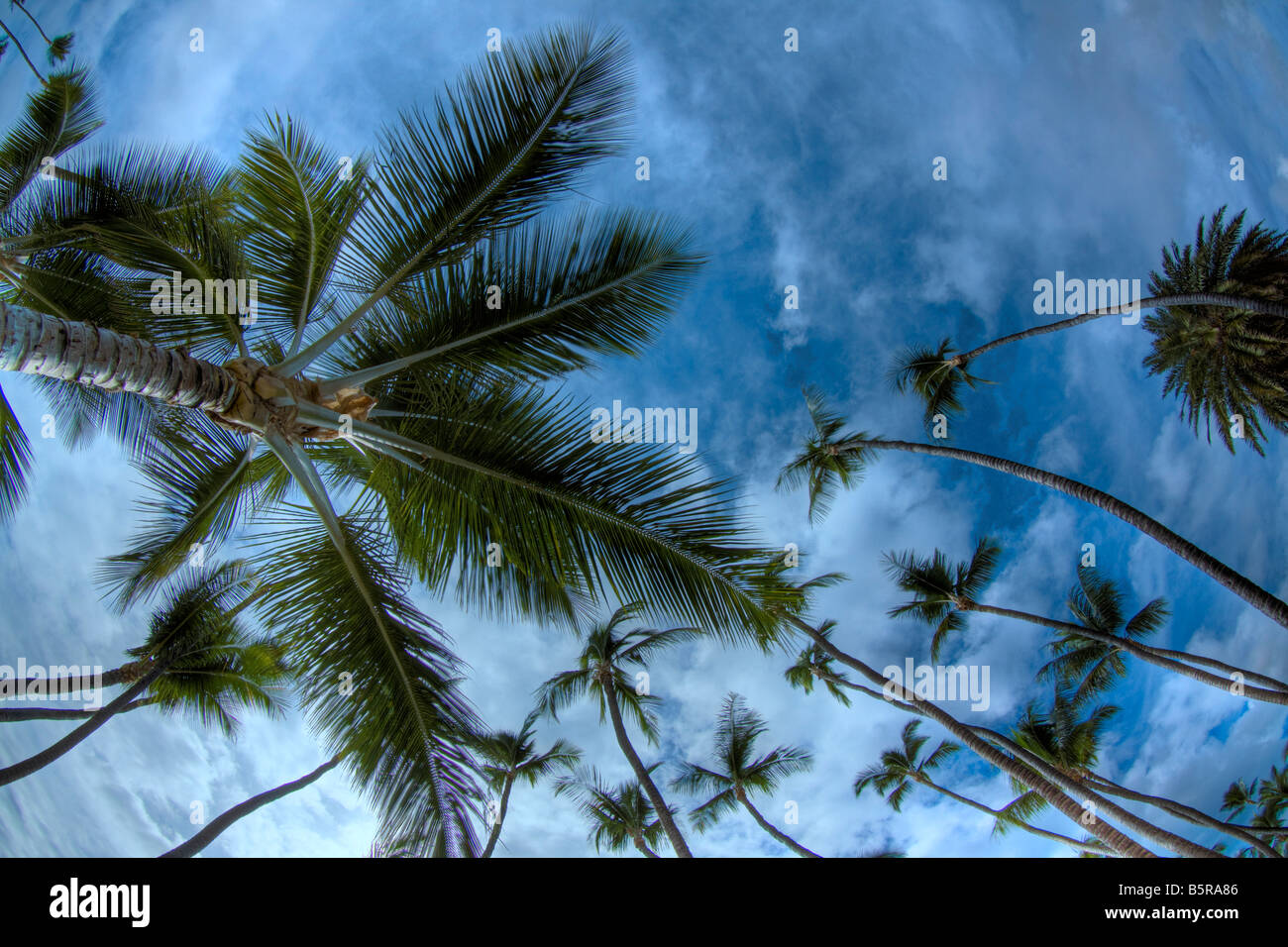 Ein Blick auf Palmen und Himmel, Maui, Hawaii gerade nach oben. Stockfoto