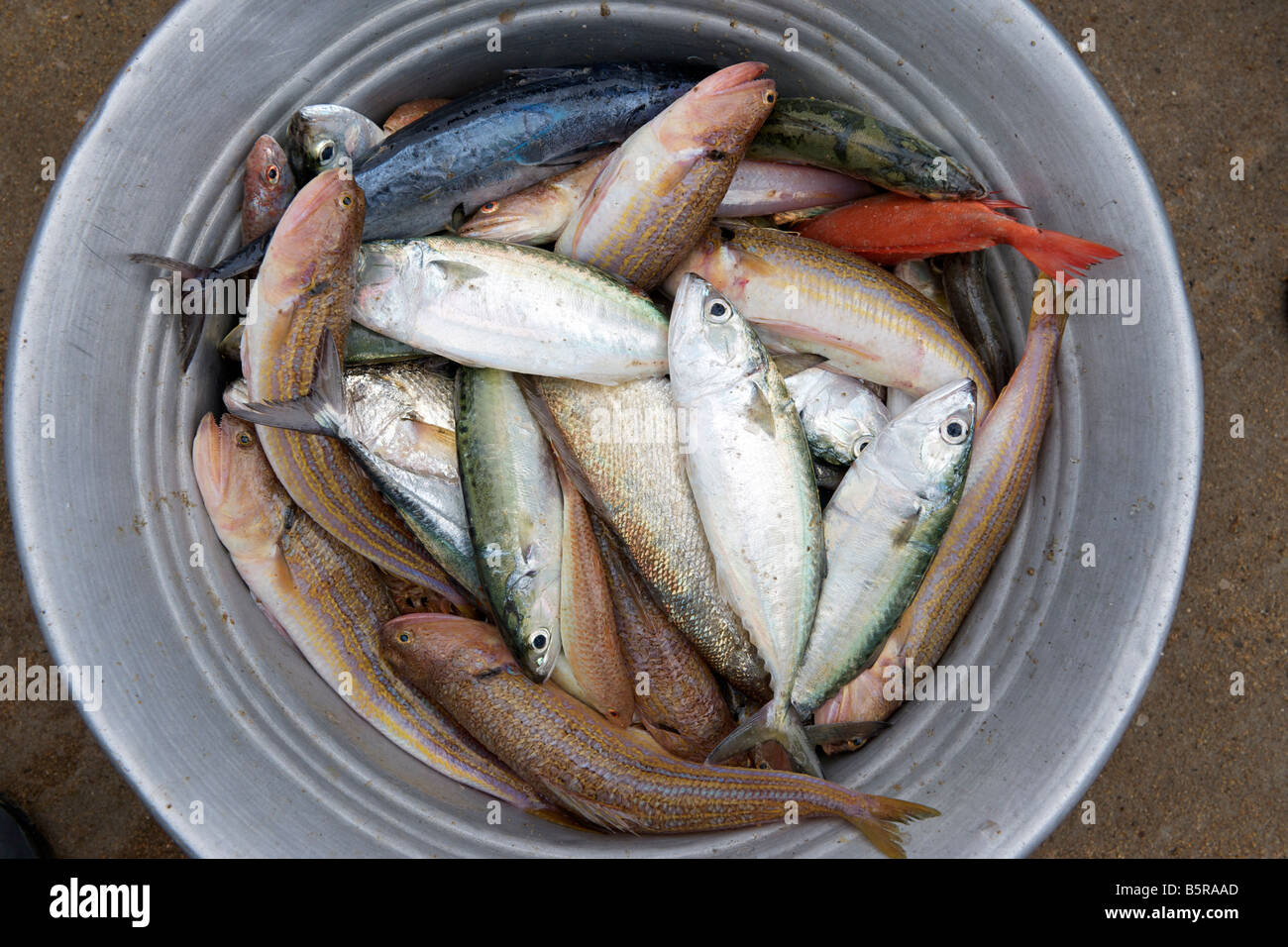 Verschiedene Fische in einem Eimer am Kalapet Strand in der Nähe von Pondicherry, Indien. Stockfoto