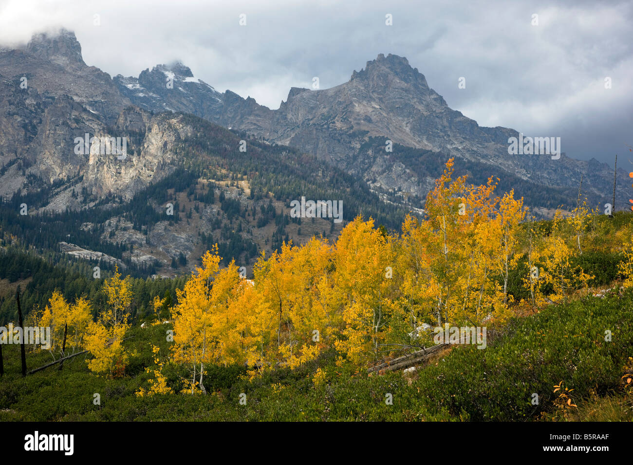 Espe Bäume golden mit Herbstfarben, in der Nähe von Taggart See, Teton Mountains, Grand-Teton-Nationalpark, Wyoming, USA Stockfoto