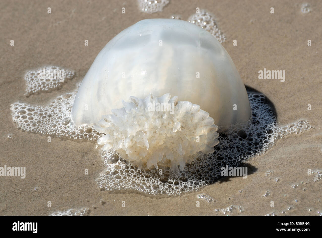 Quallen am Strand von Padre Island, South Texas USA Stockfoto