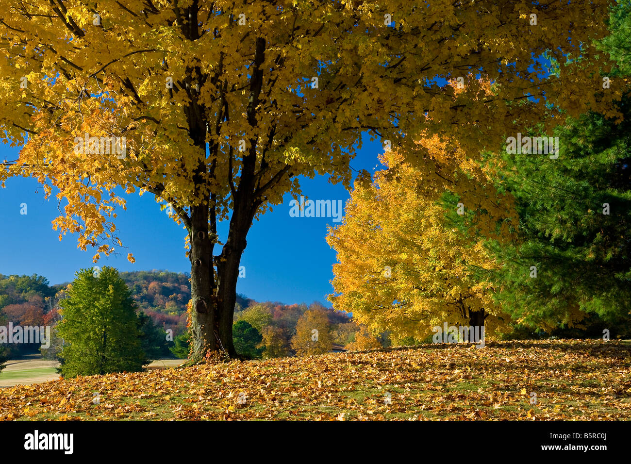 Herbstlaub in Tennessee Stockfoto