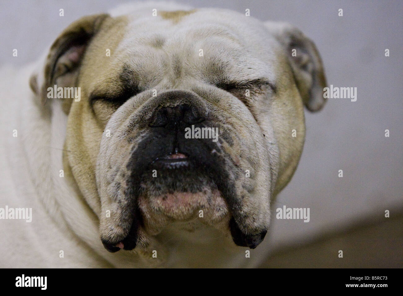 Schuss von einer Bulldogge mit geschlossenen Augen hautnah. Stockfoto