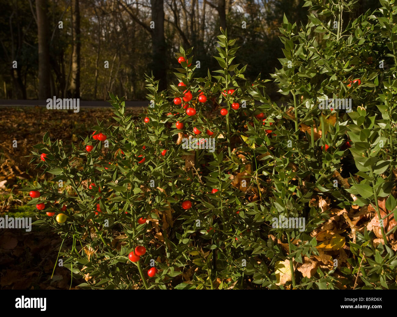 Metzger s Besen Ruscus Aculeatus in Blüte und Frucht Herbst New Forest Hants Stockfoto