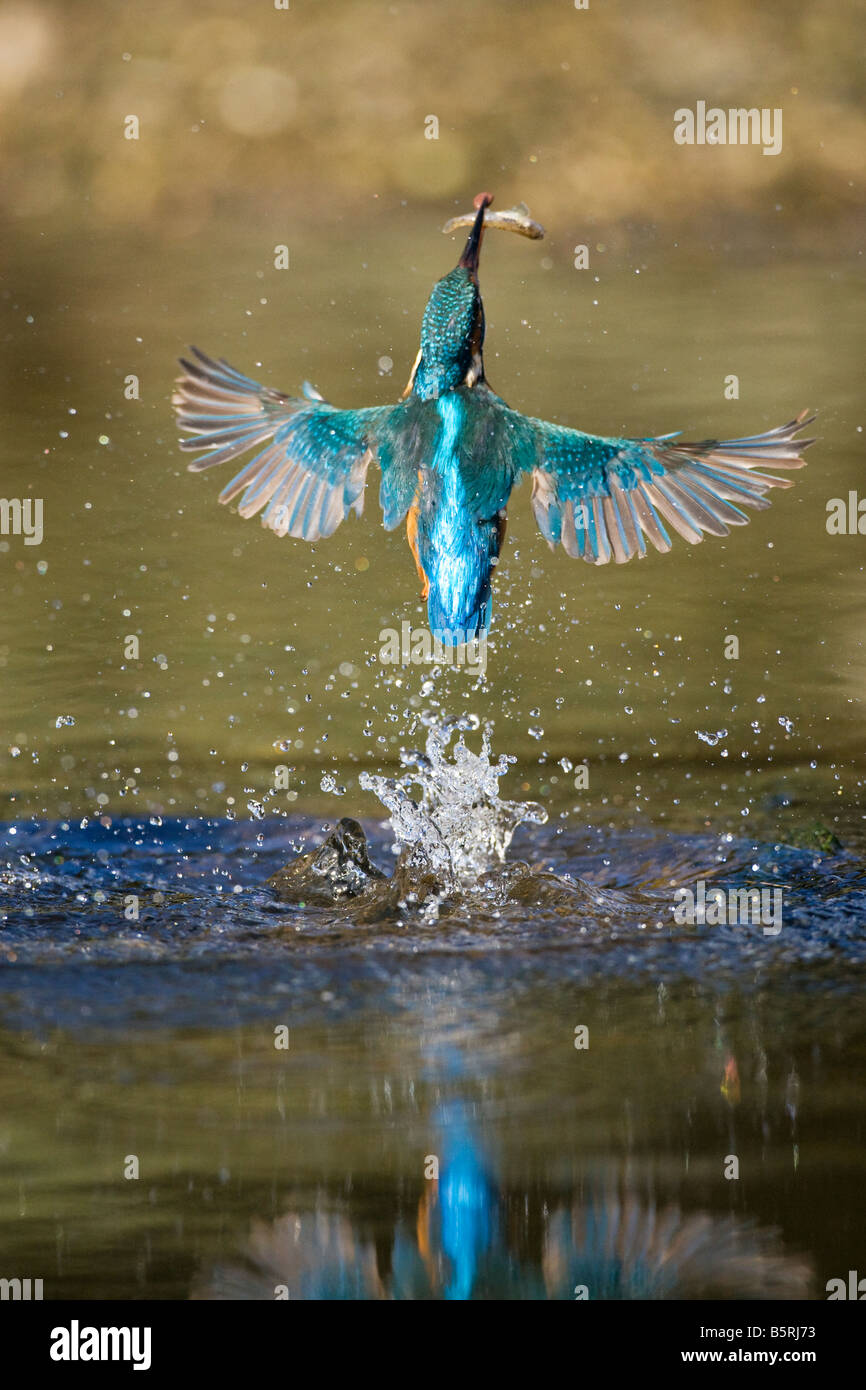 Eisvogel Alcedo Atthis aus Wasser mit Fisch Stockfoto