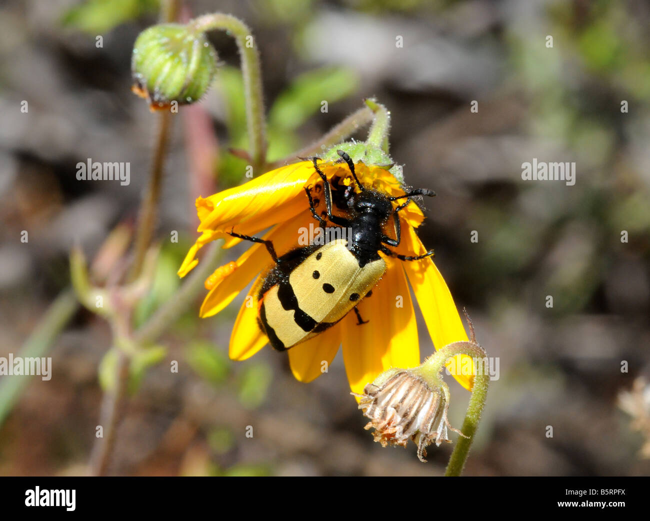 Ein Blister Beetle Kauen bis ein Gänseblümchen zum Mittagessen Stockfoto