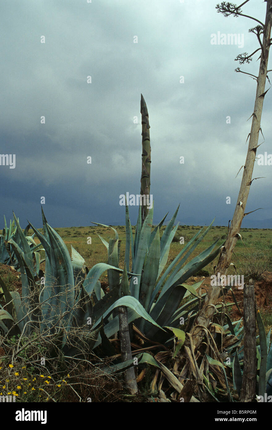 Vegetation in Cabo de Gata-Nijar Biosphere Reserve Andalusien Spanien Stockfoto