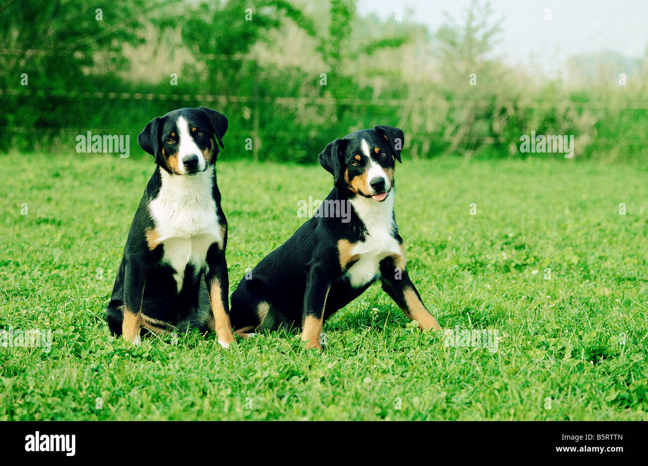 zwei Appenzeller Sennenhunde - sitzen auf der Wiese Stockfoto